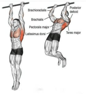 Chin-ups, ejercicios de dorsales